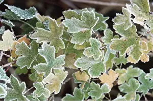 Maples: HOAR FROST- on Field Maple leaves
