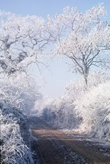 Hoar: Hoar frost - on trees & bushes