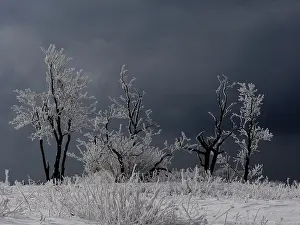 Sm280617: hoar frost trees, Ore Mountain, Germany