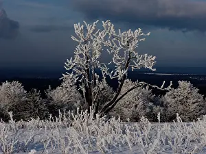 Sm280617: hoar frost trees, Ore Mountain, Germany