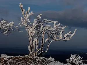 Hoar: hoar frost trees, Ore Mountain, Germany
