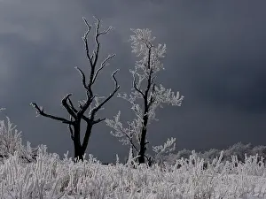Hoar: hoar frost trees, Ore Mountain, Germany