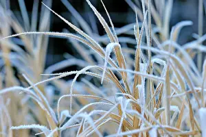 Stalks: Hoar Frost white frost on grass