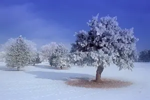 Hoar: Hoarfrost