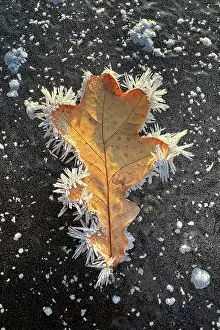 Daybreak: Hoarfrost on oak leaf, ice crystals, winter atmosphere