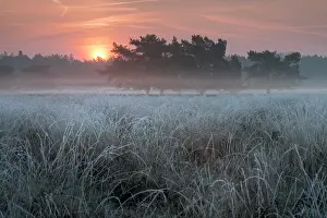 Utrechtse: Hoarfrosted grass in the foreground and a group