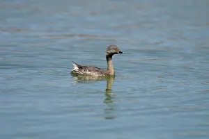 Poliocephalus: Hoary-headed Grebe