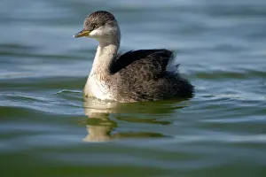 Poliocephalus: Hoary-headed Grebe - Non-breeding plumage