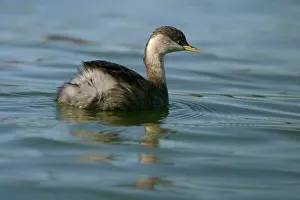 Poliocephalus: Hoary-headed Grebe - Non-breeding plumage