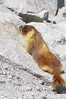 Caligata: Hoary MARMOT