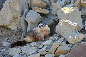 Caligata: Hoary Marmot
