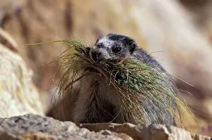 Caligata: Hoary Marmot