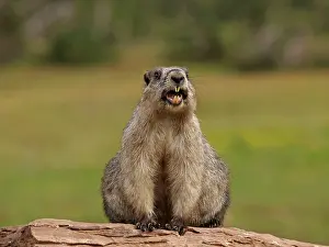 Caligata: Hoary Marmot