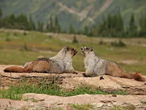 Caligata: Hoary Marmot
