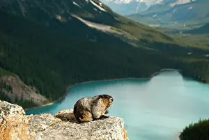 Caligata: Hoary Marmot