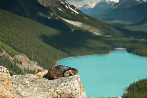 Caligata: Hoary Marmot
