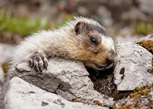 Kananaskis: Hoary Marmot - above Chester Lake - Peter Lougheed