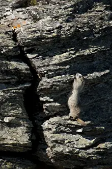 Marmot: Hoary Marmot climbing a rock - Hoary Marmot climbing