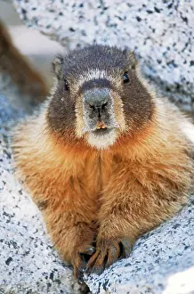 Caligata: Hoary MARMOT - close-up