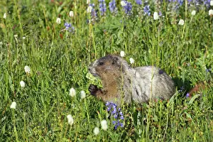 Caligata: Hoary Marmot - Feeding on subalpine flowers