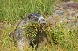Caligata: Hoary Marmot - gathering grass for winter hibernation