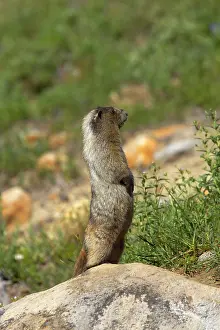 Sentry: Hoary Marmot - On lookout rock