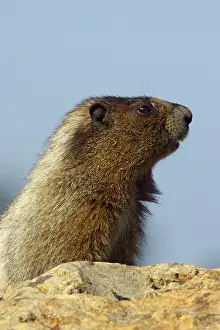 Caligata: Hoary Marmot - On lookout rock