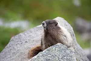 Caligata: Hoary Marmot - On lookout rock