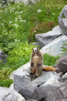 Sentry: Hoary Marmot - On lookout rock