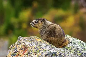 Marmot: Hoary Marmot (Marmota caligata). Jasper National