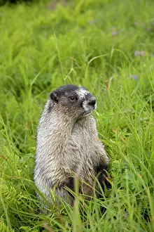 Marmots: hoary marmot Marmota caligata Juneau Alaska North Pacific O
