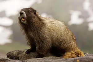 Caligata: Hoary marmot on Mount Rainier