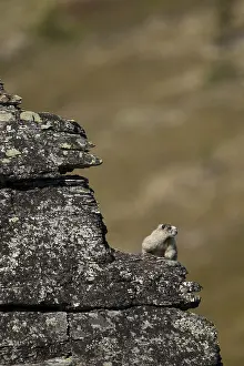 Marmots: Hoary Marmot on a rock - Hoary Marmot laying on