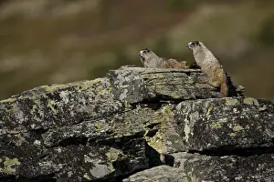 Marmot: Hoary Marmot on a rock - Pair of Hoary Marmots laying