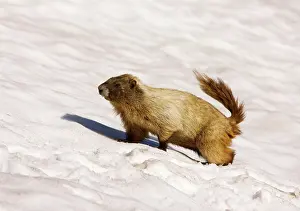 Caligata: Hoary marmot - on snow patch