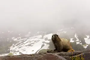 Caligata: Hoary marmot - with snowy slopes beyond, on Mount Rainier