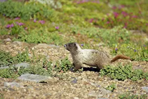 Caligata: Hoary Marmot in subalpine meadows