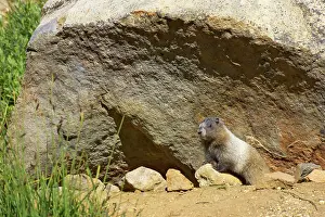 Caligata: Hoary Marmot - Young at burrow
