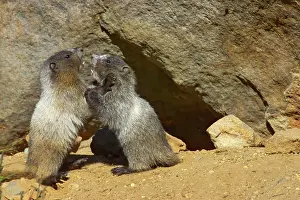 Caligata: Hoary Marmot - Young play-fighting outside burrow