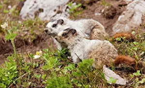 Kananaskis: Two Hoary Marmots - above Chester Lake - Peter