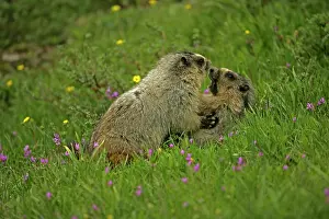 Caligata: Hoary Marmots Wrestling