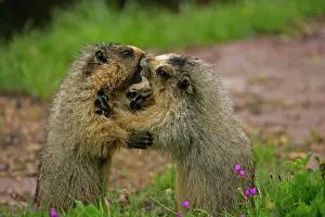 Caligata: Hoary Marmots Wrestling