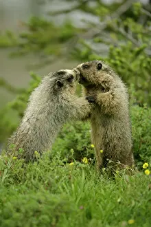 Caligata: Hoary Marmots Wrestling