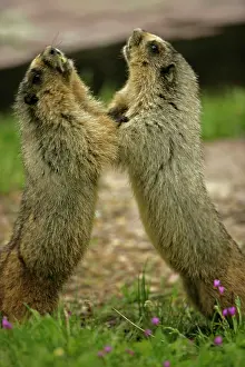 Caligata: Hoary Marmots Wrestling