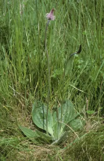 Rosette: Hoary plantain