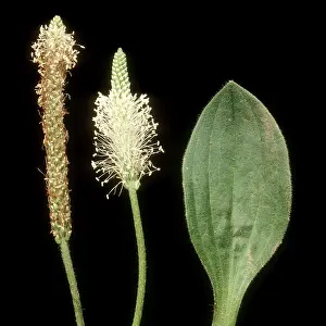 Plantago: Hoary plantain