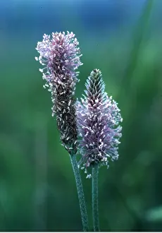 Plantain: HOARY PLANTAIN - close-up of head