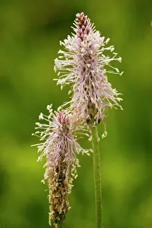Plantains: Hoary Plantain - in flower