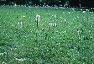 Plantain: HOARY PLANTAIN - as lawn weed