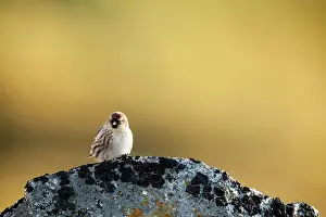Godhavn: Hoary Redpoll